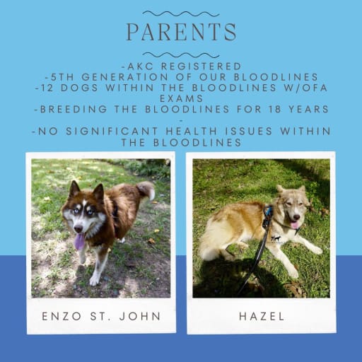 AKC Dr. Cristina Yang 2
